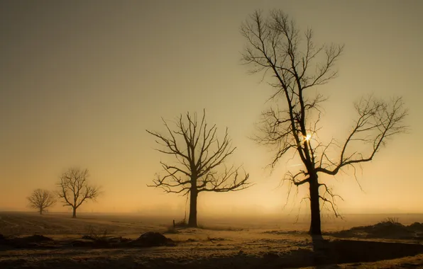 Поле, деревья, пейзаж, закат