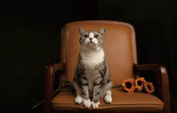 Кошка, кот, взгляд, подсолнухи, цветы, поза, кресло, черный фон