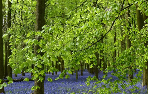 Картинка лес, листья, деревья, цветы, ветки, Англия, колокольчики, England