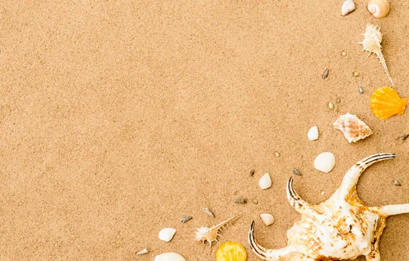 Песок, пляж, звезда, ракушки, summer, beach, sand, marine