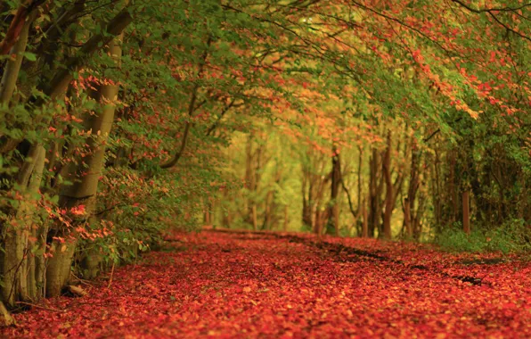 Картинка осень, деревья, природа, ковер, листва