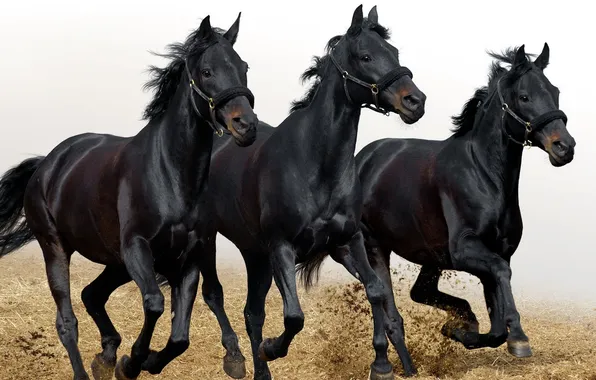Лошади, бег, три, тройка, черные, табун, 2014, аллюр