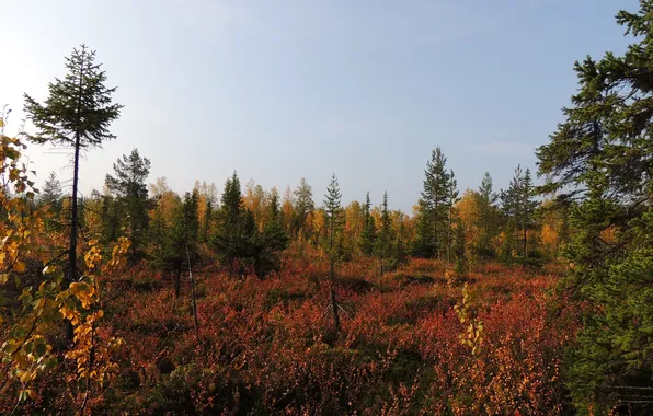 Картинка лес, небо, деревья, пейзаж, природа, болото, растения, forest