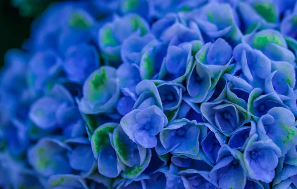 Цветы, синий, Гортензия