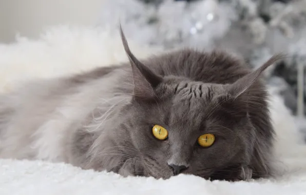 Картинка зима, кошка, кот, взгляд, морда, серый, фон, новый год