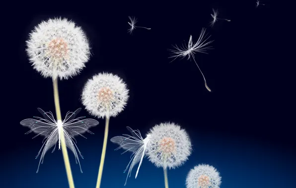 Landscape, dandelions, garden, blooming