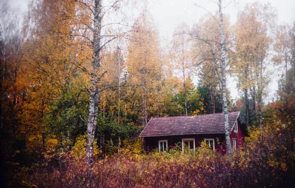 Картинка осень, лес, дома