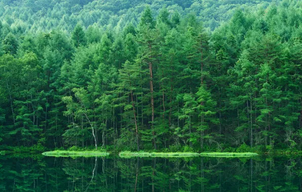 Картинка лес, вода, природа, отражение, река