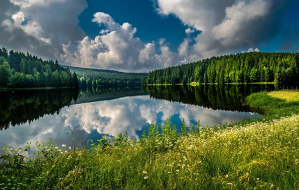 Лес, лето, небо, трава, облака, озеро, отражение, синева