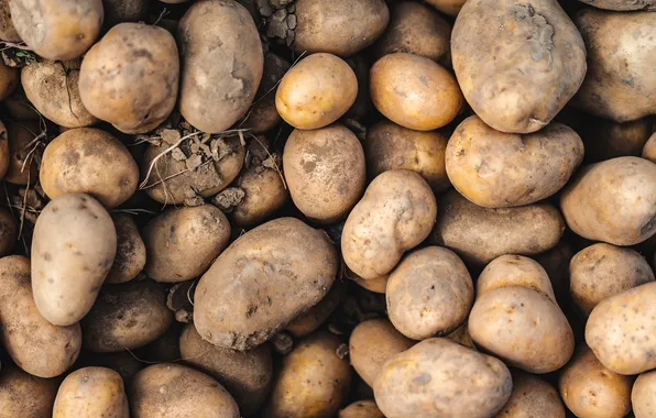 Earth, pattern, pile, potatoes