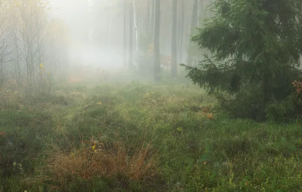 Лес, трава, деревья, природа, туман, поляна, ель, утро