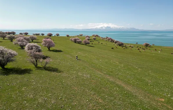 Green, sky, Turkey, Van Lake