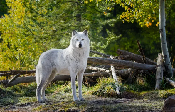 Деревья, природа, животное, волк, wolf, белый. взгляд