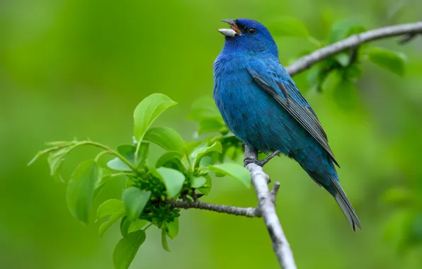 Макро, ветка, птичка, боке, Индиговый овсянковый кардинал, Indigo Bunting, AlexsanderBB