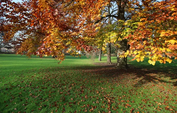 Картинка Осень, Парк, Fall, Листва, Park, Autumn, Leaves