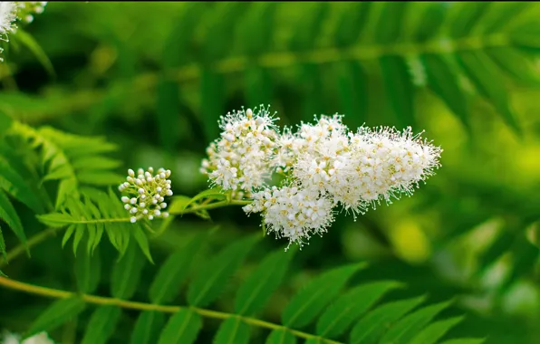 Картинка листья, цветы, green, white, белые, Flowers, зелёные, leaves