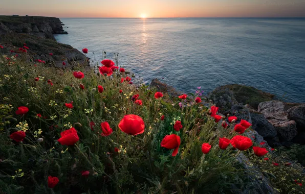 Картинка море, цветы, восход, рассвет, побережье, маки, утро, Болгария