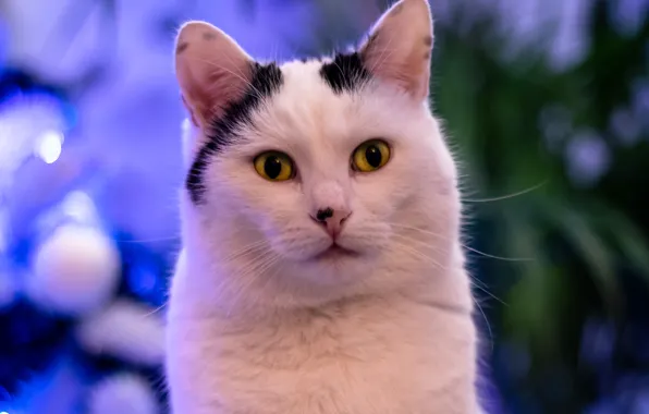Кошка, кот, взгляд, поза, мордашка
