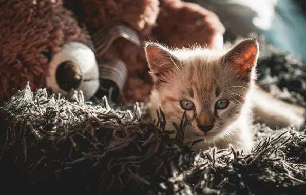 Кошка, взгляд, свет, поза, котенок, игрушка, медведь, мишка