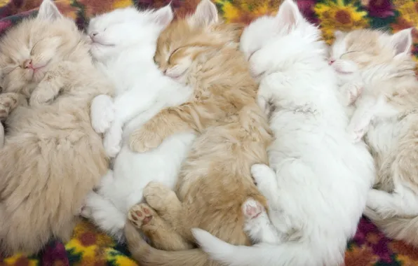 Животные, нежность, котята, малыши, спящие котята