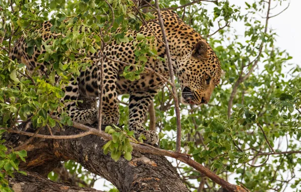 Картинка хищник, леопард, дикая кошка, на дереве