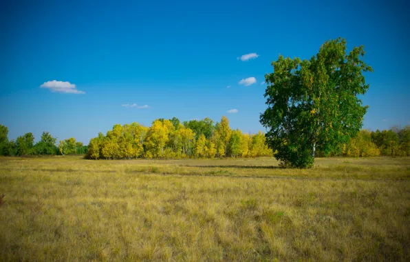 Небо, Осень, Лес, Поляна