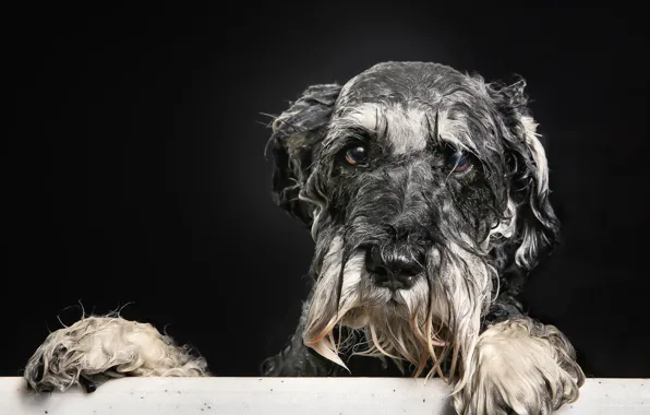 Картинка взгляд, друг, собака, ванна, пёсик, Мокрый портрет