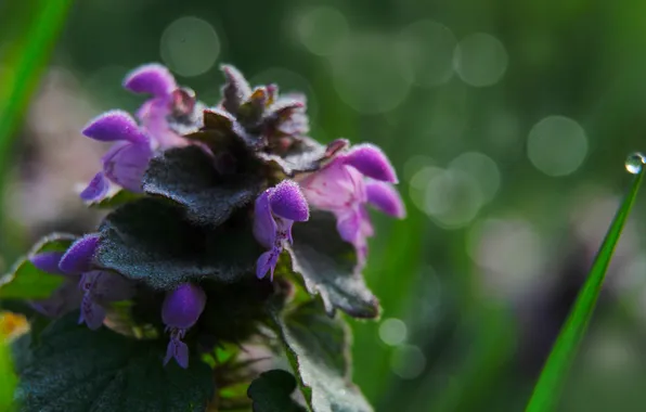 Flower, spring, leaf, plant