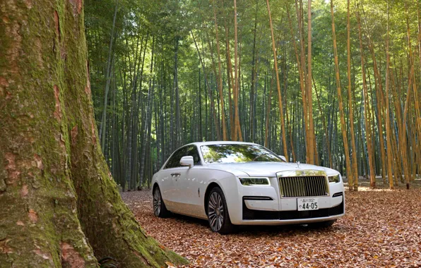 Картинка лес, белый, природа, Rolls-Royce, Rolls-Royce Ghost