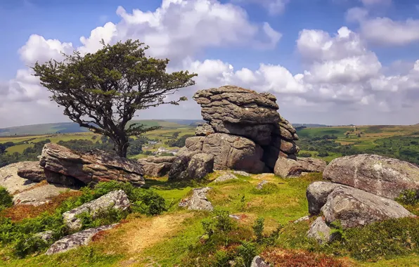 Картинка камни, дерево, Англия, Dartmoor