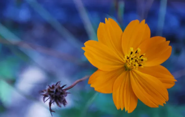 Цветы, лепестки, боке