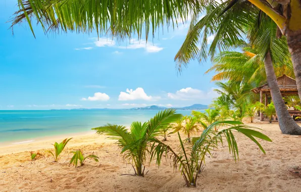 Песок, море, небо, облака, пейзаж, природа, тропический пляж, пальмы