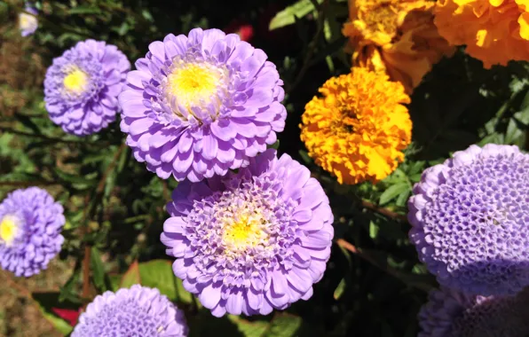 Цветок, фиолетовый, flower, красивый, beautiful, violet