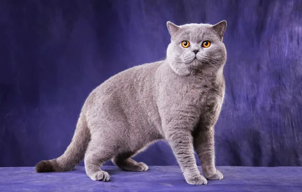 Кошка, кот, взгляд, поза, котенок, серый, котик, лапки