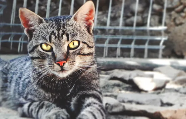 Кошка, взгляд, Кот, cat