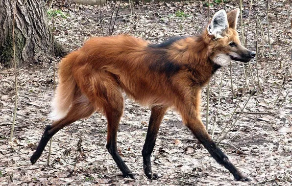 Fox, animal, south america, maned wolf