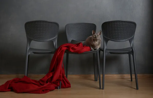 Кошка, кот, поза, серый, фон, комната, стена, стулья