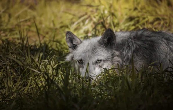 Картинка nature, predator, animal, wolf, wildlife, portrait, portrait., Canis lupus. face