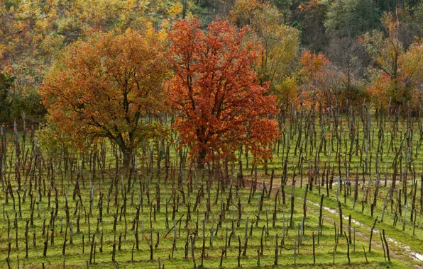 Картинка поле, осень, деревья, Природа, colors, trees, field, autumn