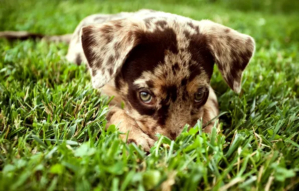 Картинка трава, взгляд, Собака, щенок