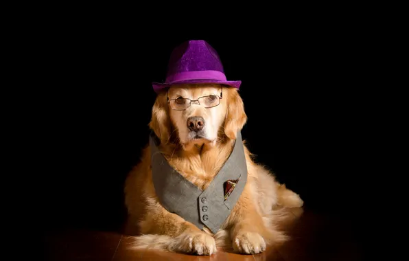 Собака, позитив, шляпа, очки, черный фон, hat, dog, glasses