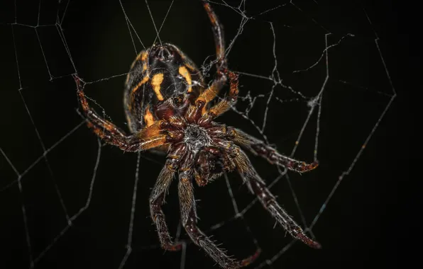 Макро, Паук, Паутина, Spider, Насекомое, Macro, Insect, Close-Up