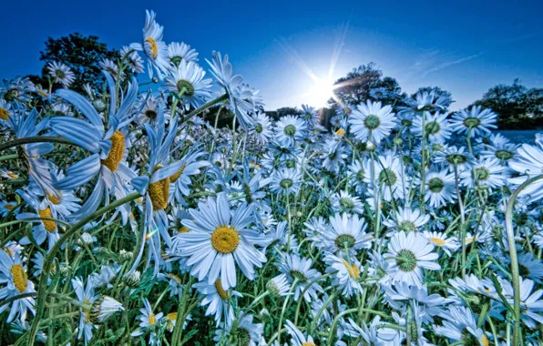 Картинка поле, небо, солнце, цветы, природа, ромашки, голубой цвет