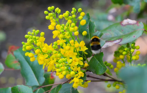 Flower, spring, insect