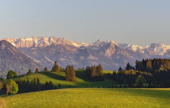 Картинка grass, trees, background, mountains, angle, shot, meadow, covered
