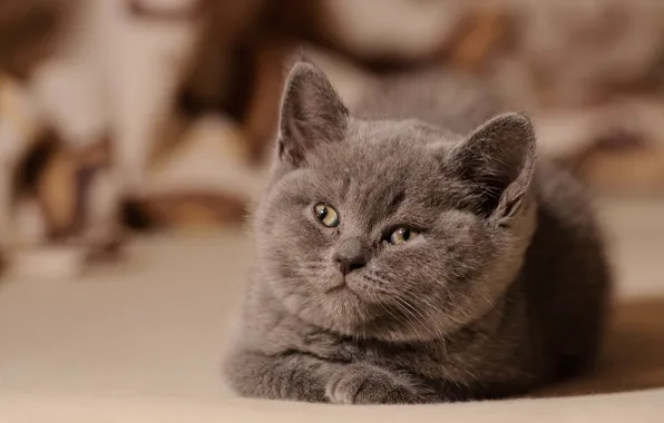 Картинка котенок, пушистый, смотрит