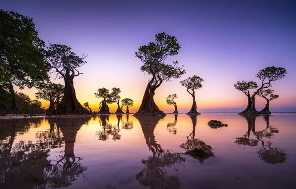 Индонезия, Indonesia, Walakiri Beach, остров Сумба, island of Sumba, пляж Валакири, Мангровые деревья, Mangrove trees
