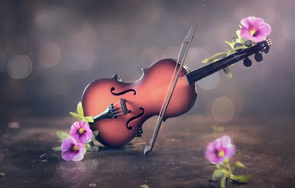 Картинка цветы, фон, скрипка