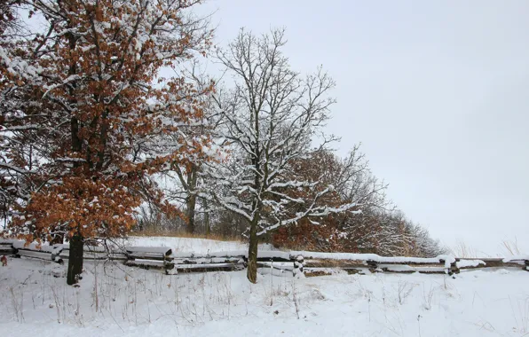 Зима, снег, дерево, забор