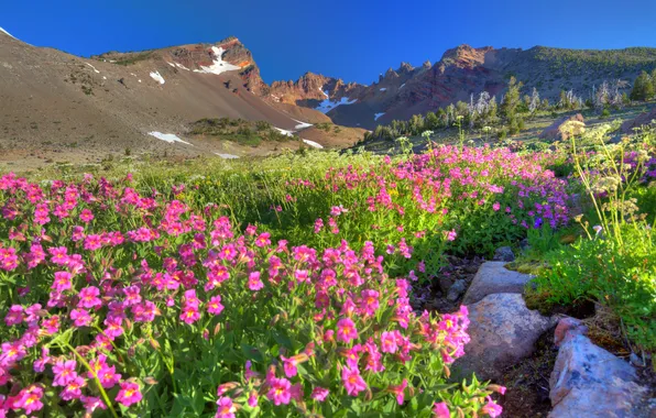 Картинка цветы, горы, природа